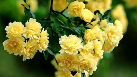 Embellecé tu jardín con esta trepadora de flores doradas: una planta increíble y súper resistente