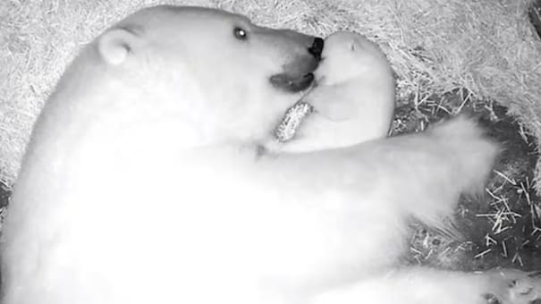 Nació en Brasil Nur, el primer oso polar de América Latina
