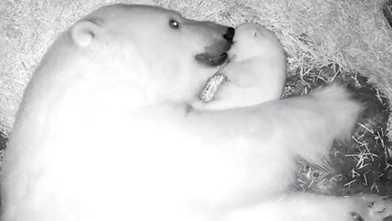 Oso polar nacido en Brasil. Foto: Gentileza BBC.