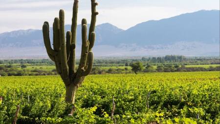 Viñedos en Salta.