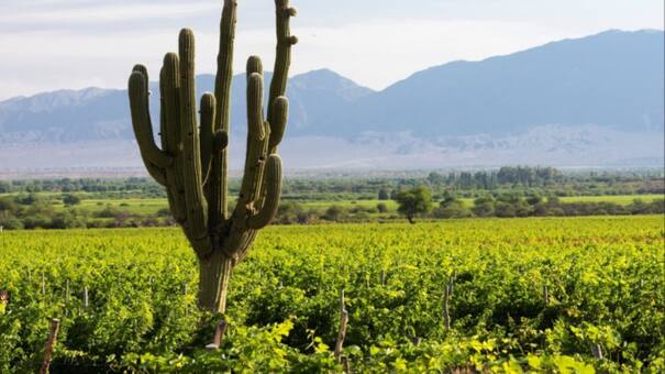 Salta, el nuevo punto de referencia de la producción vitivinícola