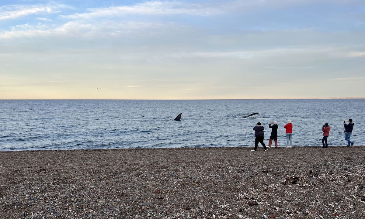 Avistaje de ballenas en El Doradillo, Puerto Madryn, Chubut. Foto: Pato Daniele