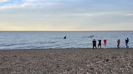 Avistaje de ballenas. Foto: Pato Daniele.
