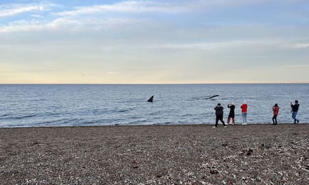 Avistaje de ballenas en El Doradillo, Puerto Madryn, Chubut. Foto: Pato Daniele