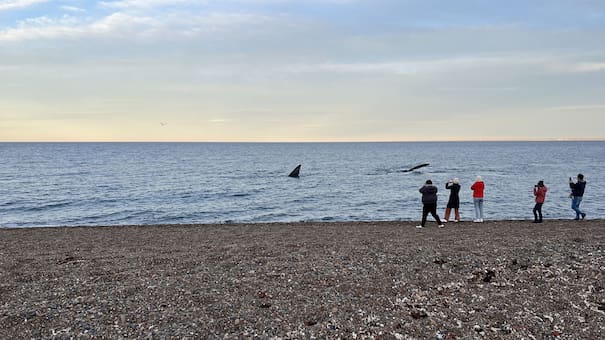 Avistaje de ballenas: la ciudad bonaerense que se posiciona como el sitio ideal para disfrutar de estos animales