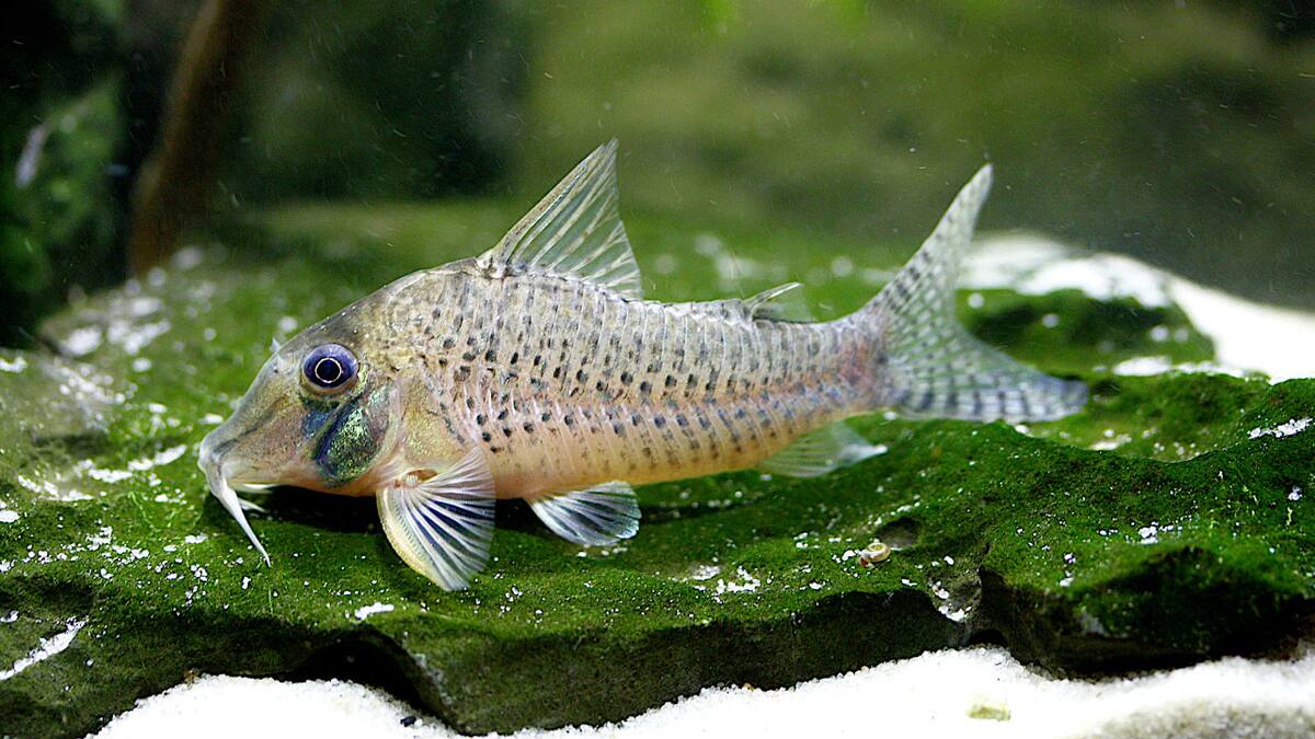 Nuevo ejemplar de pez ornamental. Foto: Instituto de Investigaciones de la Amazonía Peruana