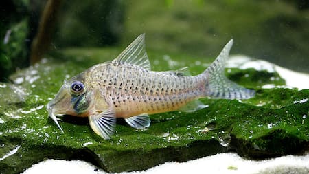 Nuevo ejemplar de pez ornamental. Foto: Instituto de Investigaciones de la Amazonía Peruana