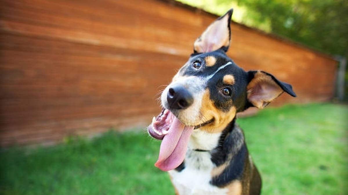 Por qué los perros miran de lado