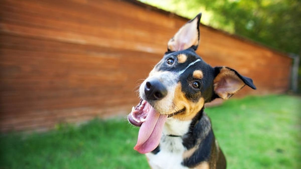 Comportamiento canino: por qué tu perro inclina la cabeza cuando te mira, según estudios científicos