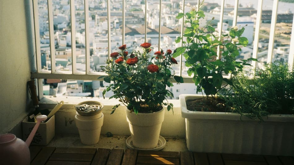 Plantas. Foto: Unsplash