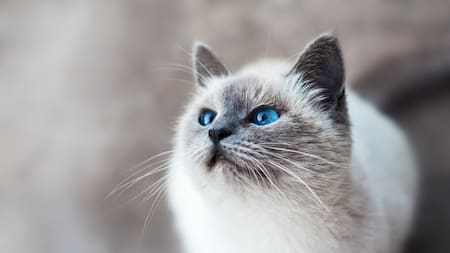 Gato. Foto Unsplash.