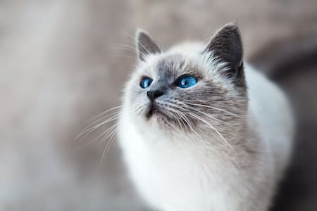 Gato. Foto Unsplash.