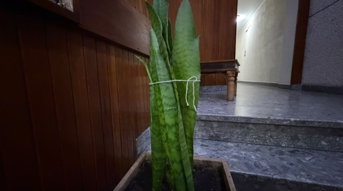 Lengua de suegra en una maceta.
