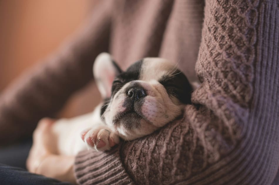 Perro. Fuente: Unsplash