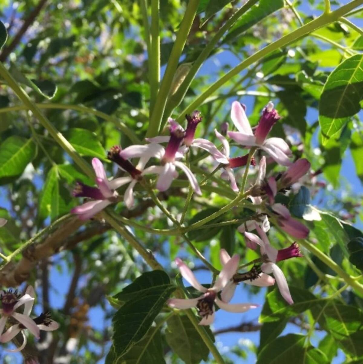 El árbol del paraíso