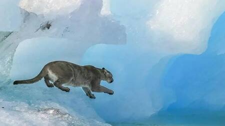 ¿Cómo terminó la historia del puma varado sobre un iceberg en la Patagonia?