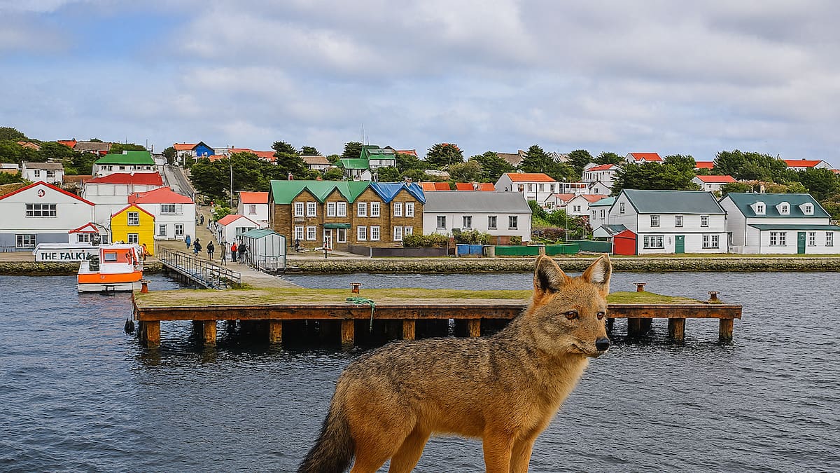 Lobo malvinero