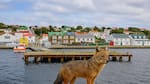 El zorro-lobo de las Islas Malvinas: la trágica historia de la especie que los ingleses exterminaron