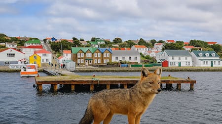 El zorro-lobo de las Islas Malvinas: la trágica historia de la especie que los ingleses exterminaron