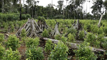 Amazonia. Foto: EFE