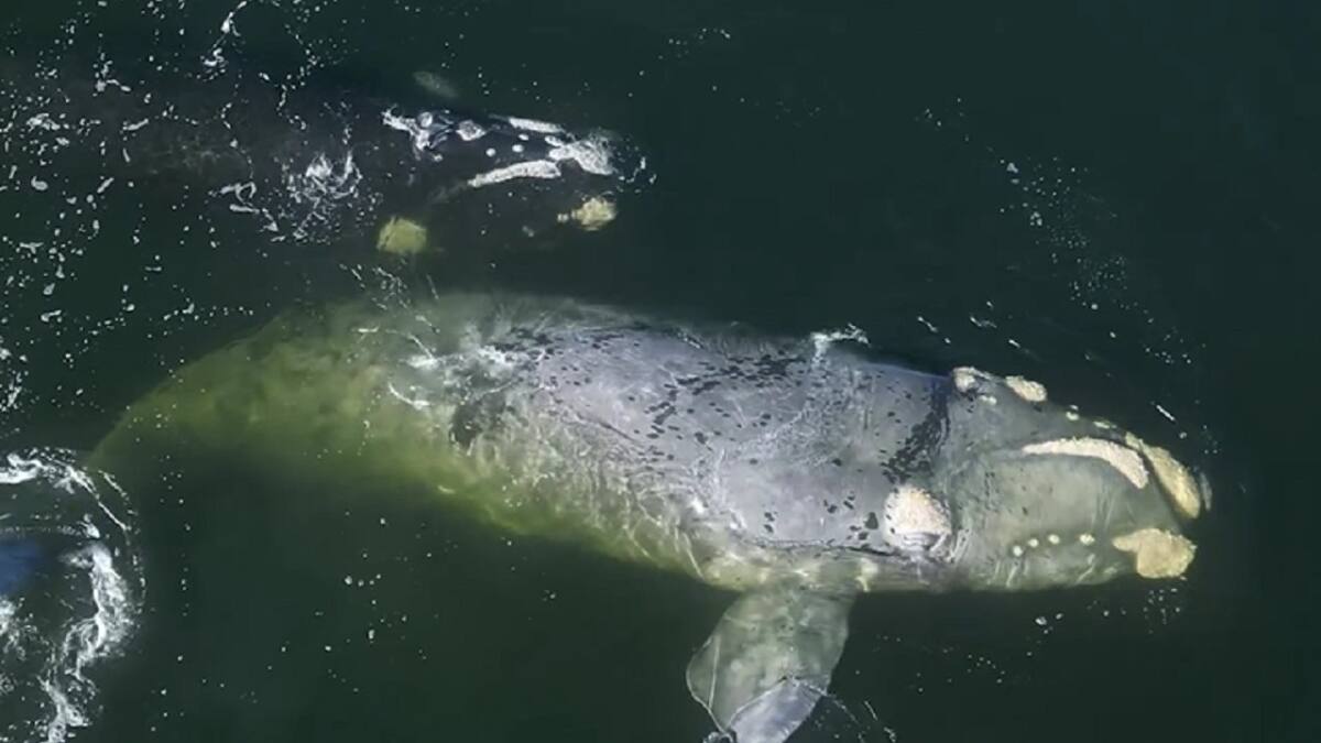 Ballena franca en el puerto de Punta del Este. Foto: captura video Instagram/ballenasuy