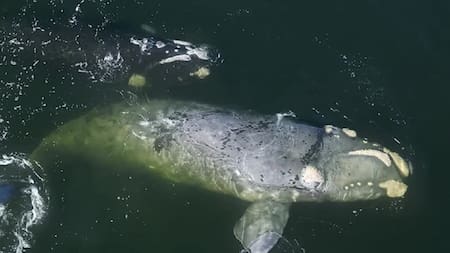 Ballena franca en el puerto de Punta del Este. Foto: captura video Instagram/ballenasuy