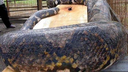 Encontraron el cadáver de una mujer en el interior de una pitón de 5 metros en Indonesia. EFE