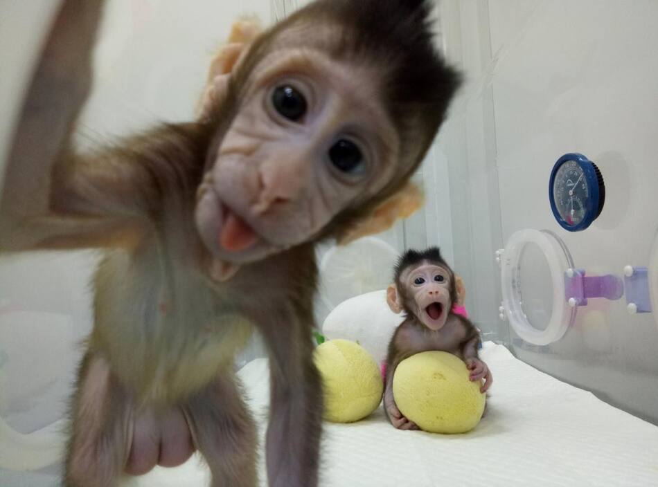 Monos clonados en China (Reuters)