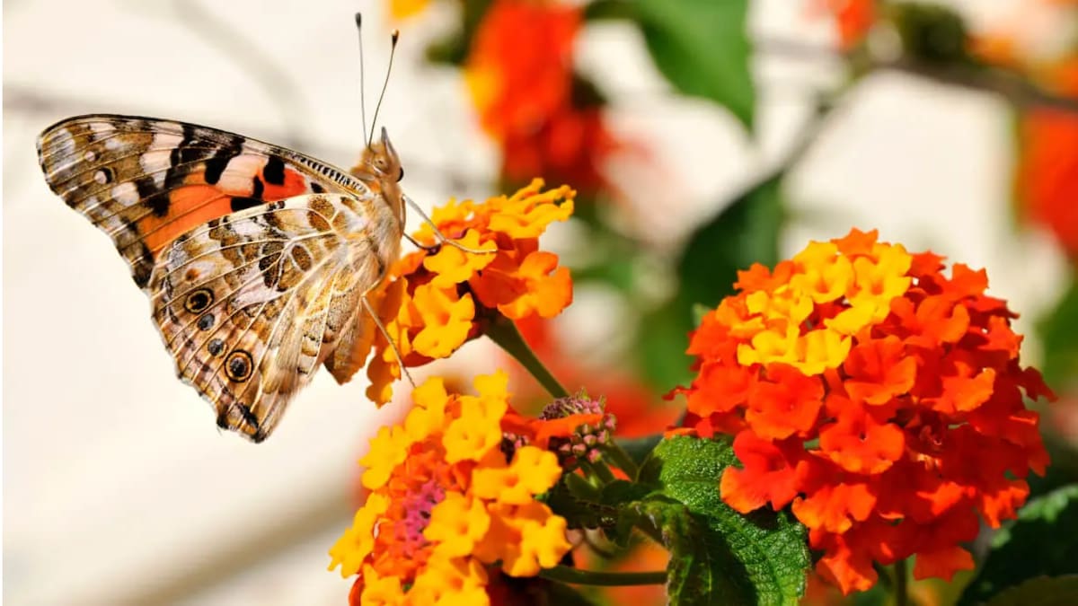 La planta que atrae mariposas al jardín y florece durante gran parte del año.