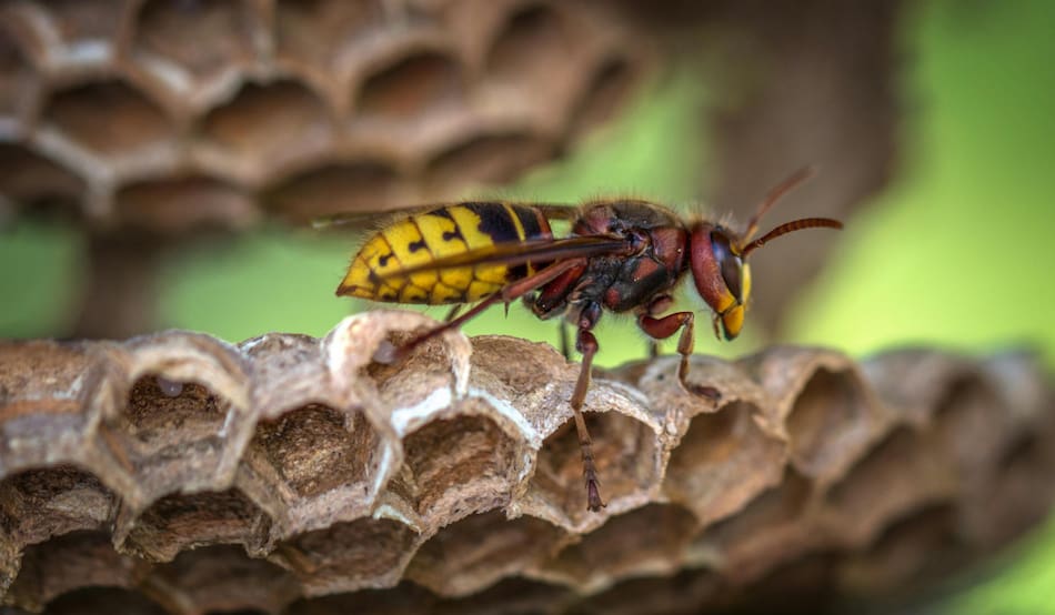 Avispa. Foto: Pexels.