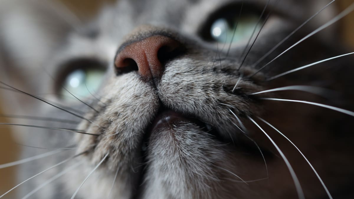 Gatos. Foto: Unsplash.