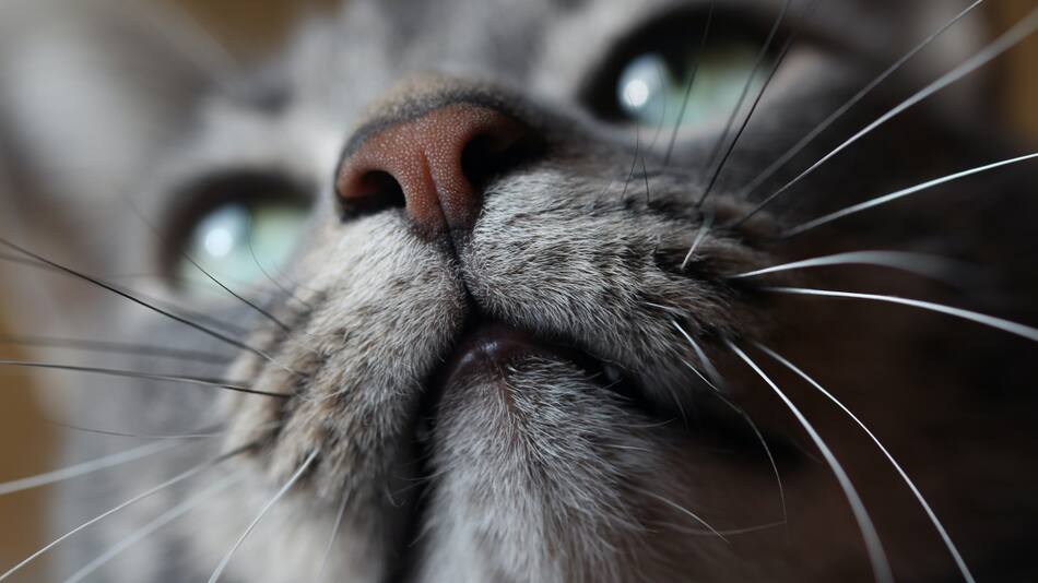 Gatos. Foto: Unsplash.