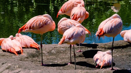 La quinta parte de las especies migratorias están en peligro de extinción. Foto Alamy.