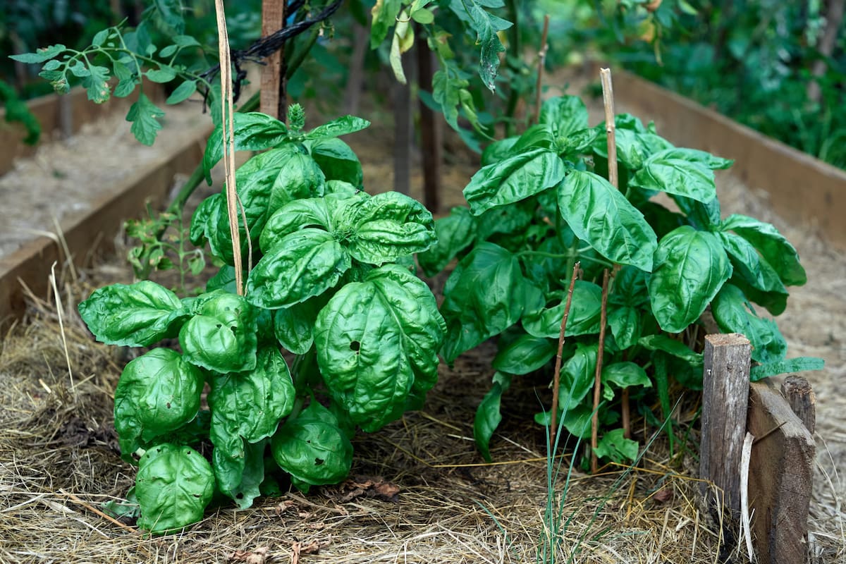 Plantas, albahaca, semillas. Foto: Unsplash