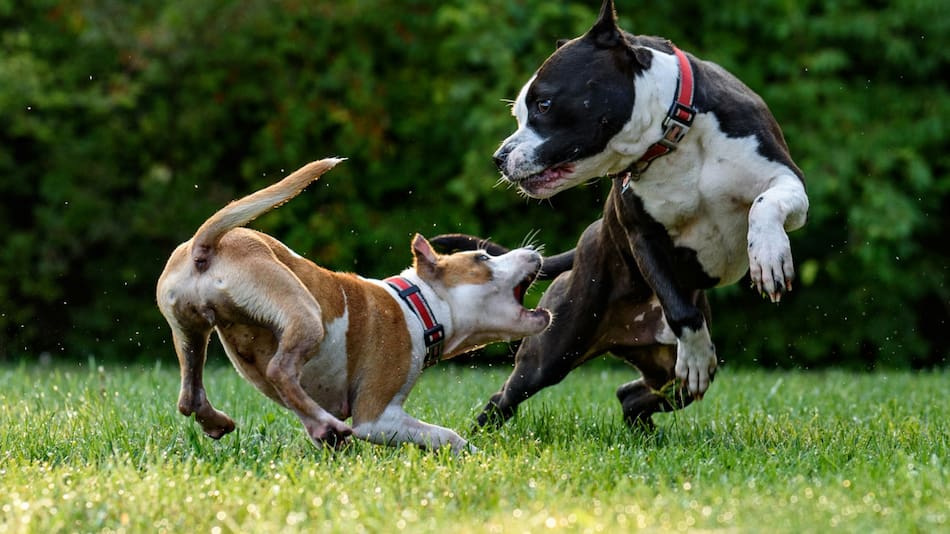 Perros, animales, mascotas. Foto: Unsplash