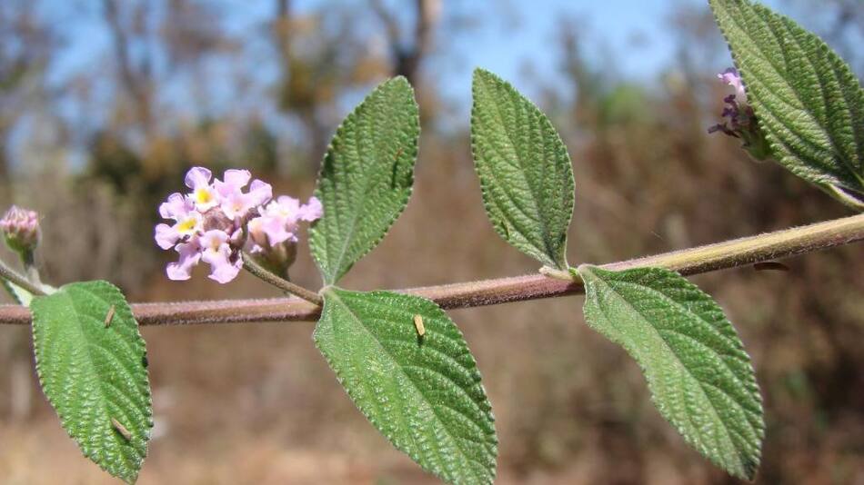 Planta Lippia alba