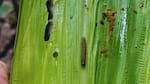 Alerta en el campo argentino por la aparición del gusano cogollero: “No deberíamos ver este nivel de infestación”