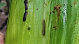 Alerta en el campo argentino por la aparición del gusano cogollero: “No deberíamos ver este nivel de infestación”