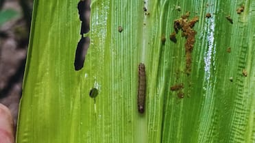 Alerta en el campo argentino por la aparición del gusano cogollero: “No deberíamos ver este nivel de infestación”