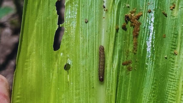 Alerta en el campo argentino por la aparición del gusano cogollero: “No deberíamos ver este nivel de infestación”