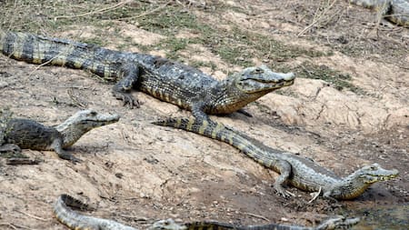 Liberaron más de 200 crías de yacarés en Formosa para ayudar a la repoblación