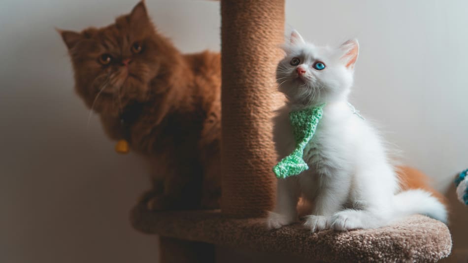 Los gatos necesitan de rascadores para tener una buena vida.