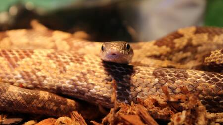 Serpiente. Foto: Unsplash