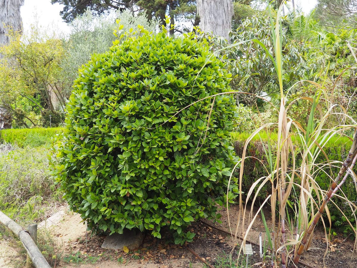 Planta de laurel (Laurus nobilis).