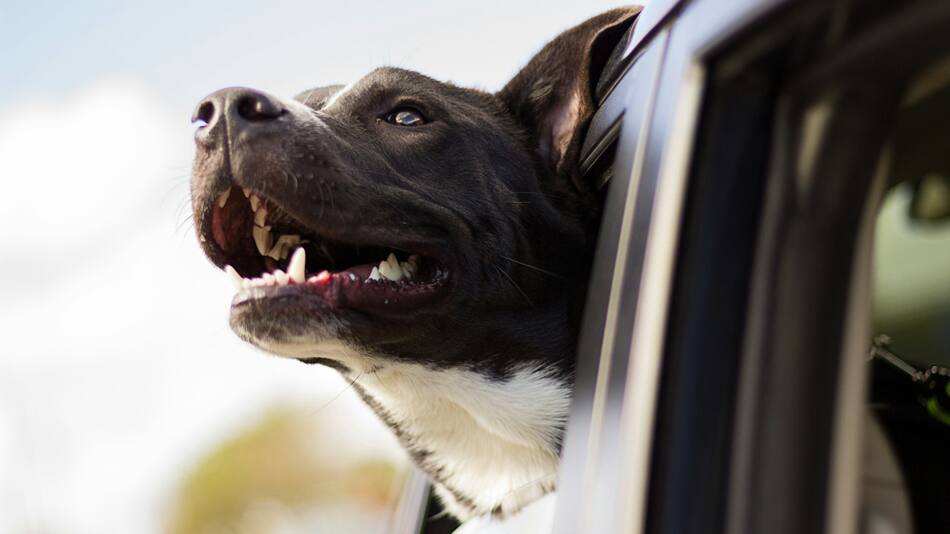 Viajar con mascotas. Foto: Unsplash