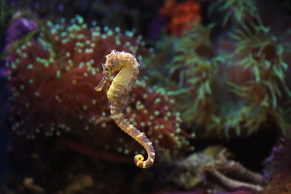 Caballito de mar.