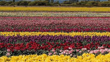 Trevelin, hogar de los tulipanes más famosos: la historia de cómo sus fundadores galeses decidieron ser argentinos y cambiar el mapa de la Patagonia