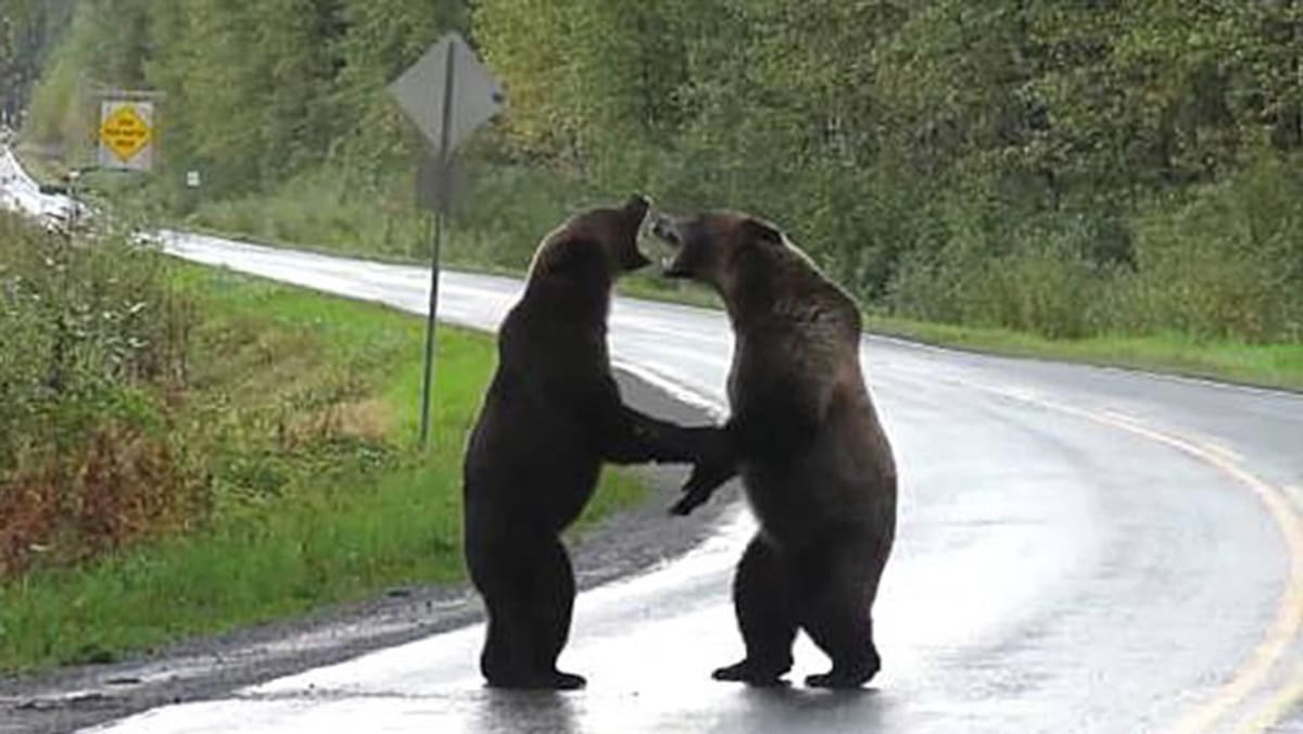 Video viral, pelea entre osos