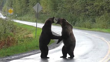 Video viral, pelea entre osos