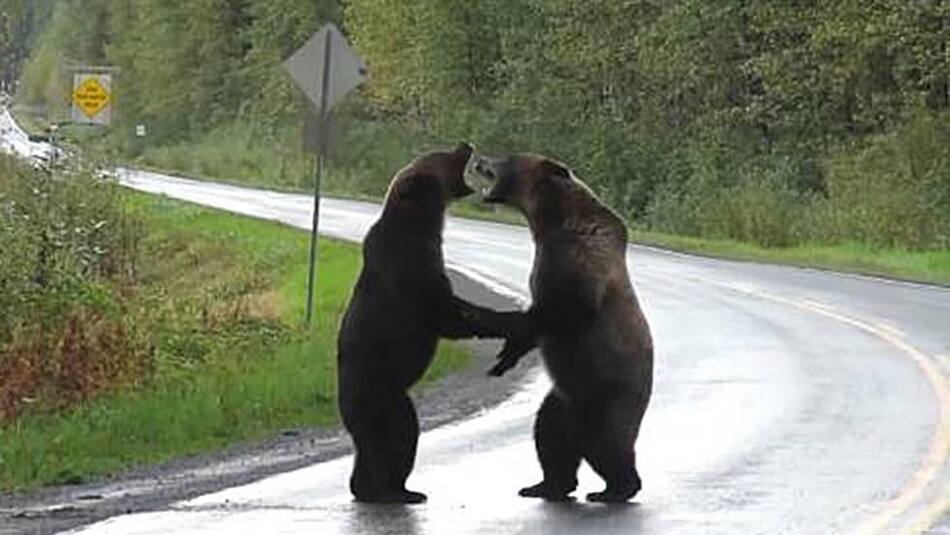 Video viral, pelea entre osos